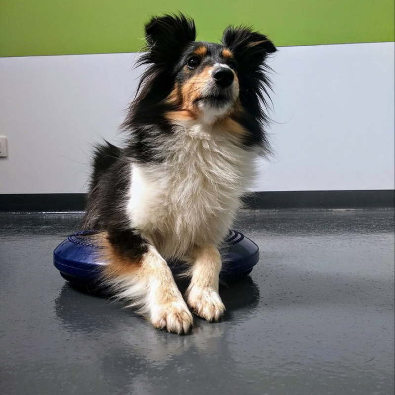 Caso clínico Regeneravet: tratamiento con células madre en una rotura parcial del tendón biccipital en un perro de alto rendimiento un año después